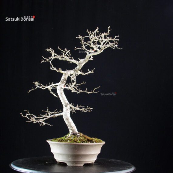 Crataegus Cuneata - Biancospino - immagine 2