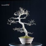 Crataegus Cuneata - Biancospino - immagine 4