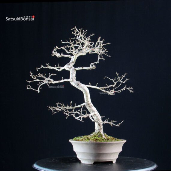 Crataegus Cuneata - Biancospino - immagine 4