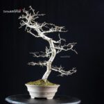 Crataegus Cuneata - Biancospino - immagine 3