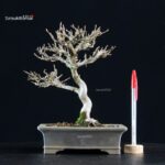 Acer Buergerianum - Kaede