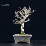 Acer Buergerianum - Kaede - immagine 2