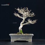 Acer Buergerianum - Kaede - immagine 3