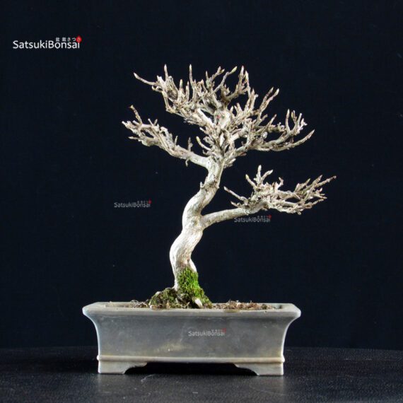 Acer Buergerianum - Kaede - immagine 3
