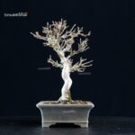 Acer Buergerianum - Kaede - immagine 4