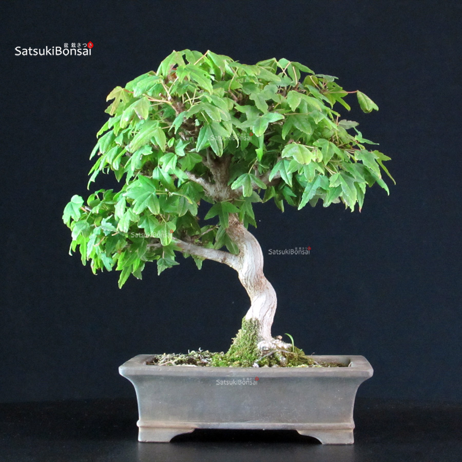 5924_6-Acer-buergerianum-kaede Acer Buergerianum - Kaede - immagine 1