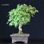 Acer Buergerianum - Kaede - immagine 2
