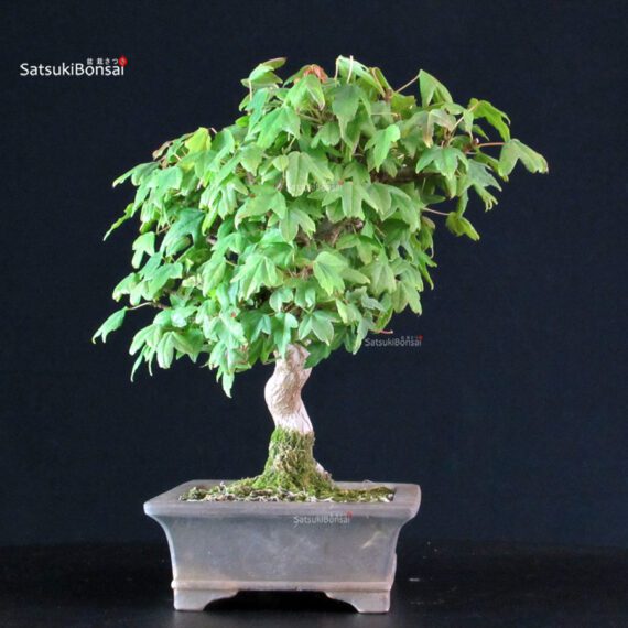 Acer Buergerianum - Kaede - immagine 2