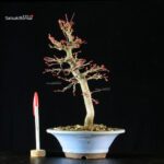 Acero palmato Yamamomiji