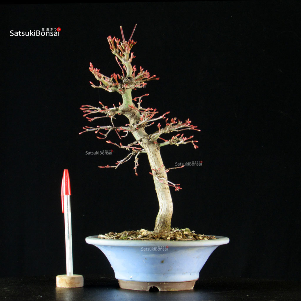 5925_1-Acer-palmatum-yamamomiji Acero palmato Yamamomiji - immagine 1