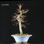 Acero palmato Yamamomiji - immagine 2