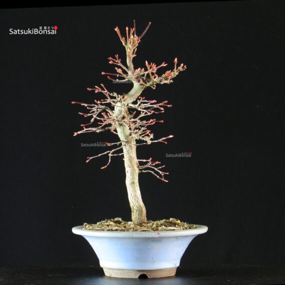 Acero palmato Yamamomiji - immagine 2