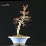 Acero palmato Yamamomiji - immagine 3