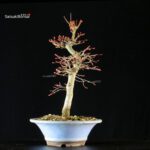 Acero palmato Yamamomiji - immagine 4