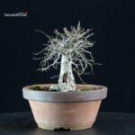 Zelkova Serrata - immagine 2