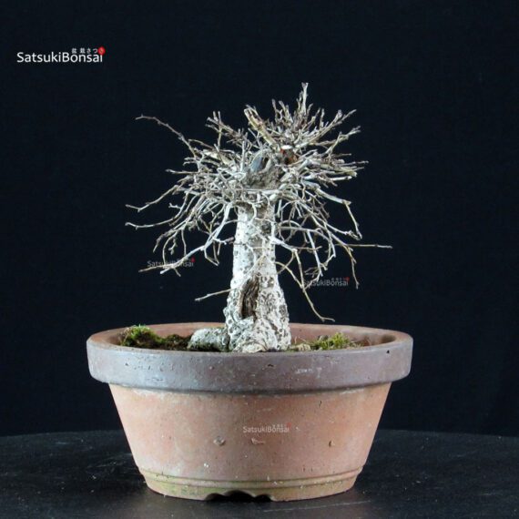 Zelkova Serrata - immagine 2