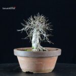 Zelkova Serrata - immagine 3
