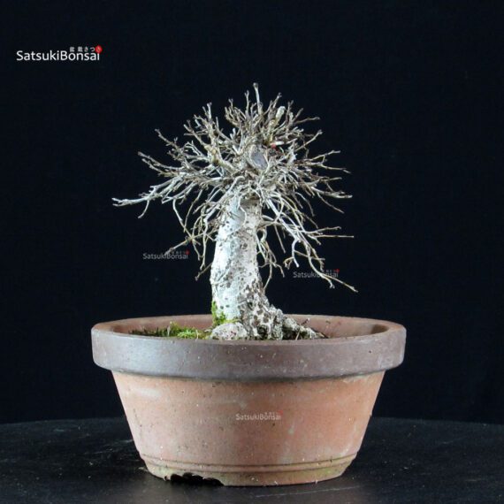 Zelkova Serrata - immagine 3