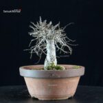 Zelkova Serrata - immagine 4