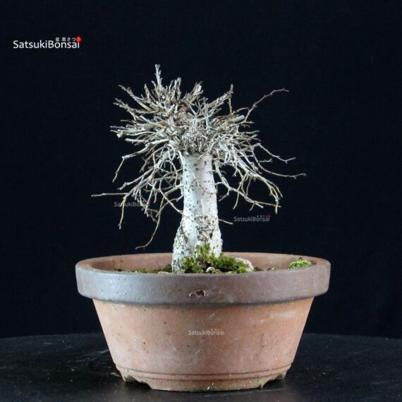 Zelkova Serrata - immagine 4
