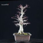 Acero palmato Yamamomiji - immagine 2