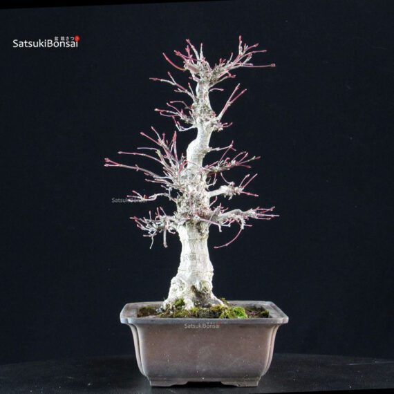 Acero palmato Yamamomiji - immagine 2