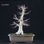 Acero palmato Yamamomiji - immagine 3