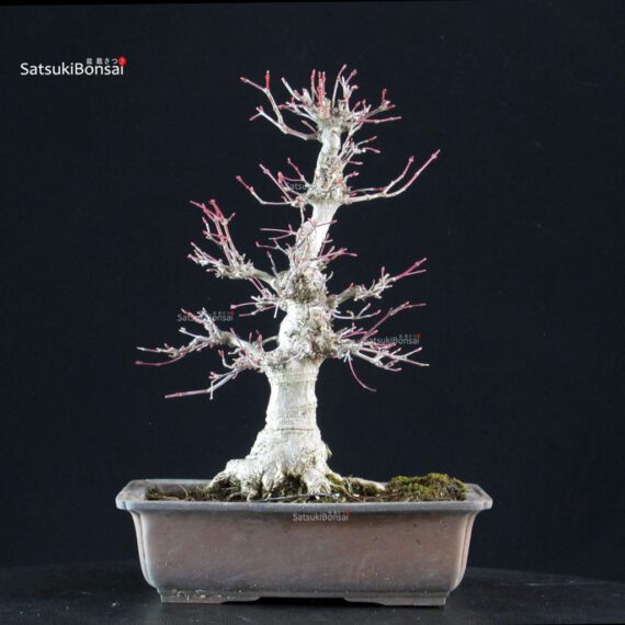 Acero palmato Yamamomiji - immagine 3