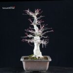 Acero palmato Yamamomiji - immagine 4