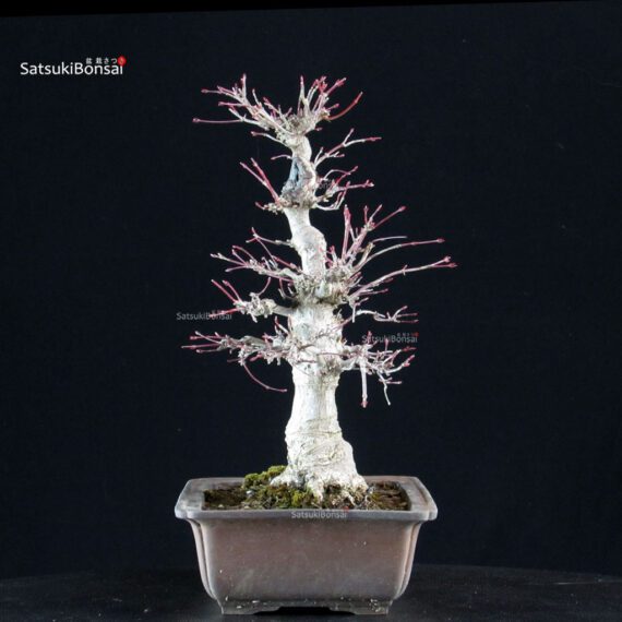 Acero palmato Yamamomiji - immagine 4