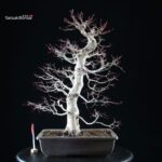 Acero palmato Yamamomiji