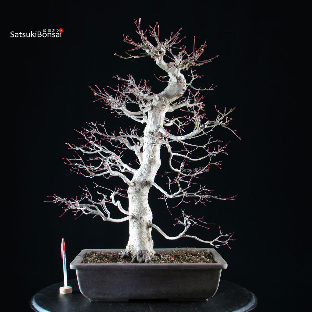 5942_1-Acer-palmatum-yamamomiji Acero palmato Yamamomiji - immagine 1