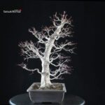 Acero palmato Yamamomiji - immagine 2