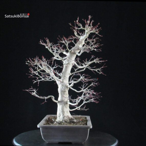 Acero palmato Yamamomiji - immagine 2