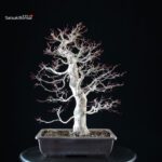 Acero palmato Yamamomiji - immagine 3