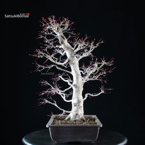 Acero palmato Yamamomiji - immagine 4