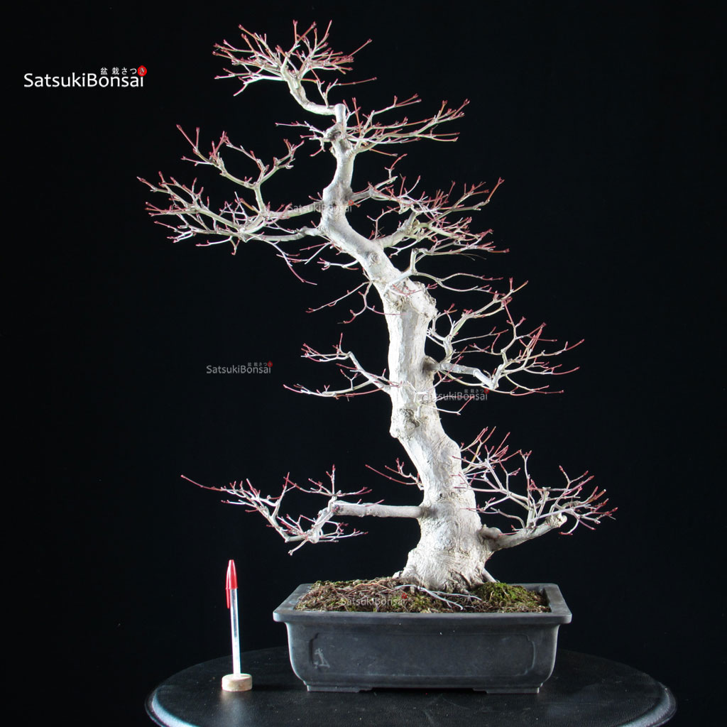 5943_1-Acer-palmatum-yamamomiji Acero palmato Yamamomiji - immagine 1