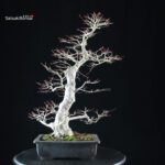 Acero palmato Yamamomiji - immagine 3