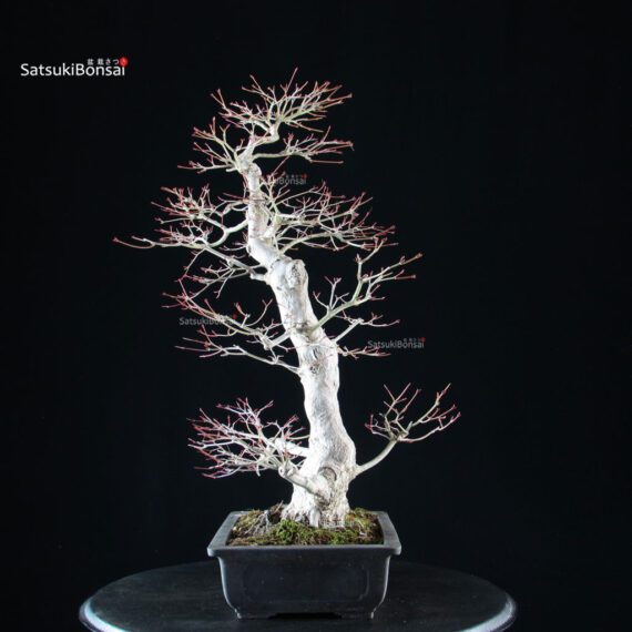 Acero palmato Yamamomiji - immagine 4