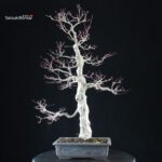 Acero palmato Yamamomiji