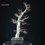 Acero palmato Yamamomiji - immagine 2