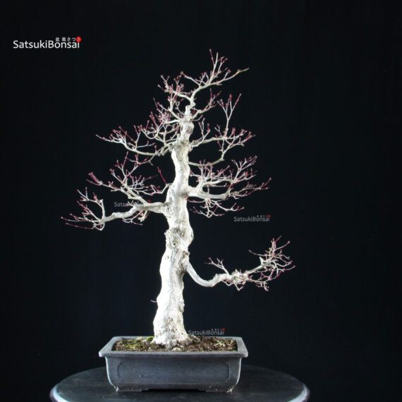 Acero palmato Yamamomiji - immagine 3