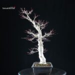 Acero palmato Yamamomiji - immagine 4