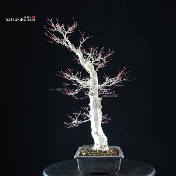 Acero palmato Yamamomiji - immagine 4