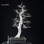 Acero palmato Yamamomiji