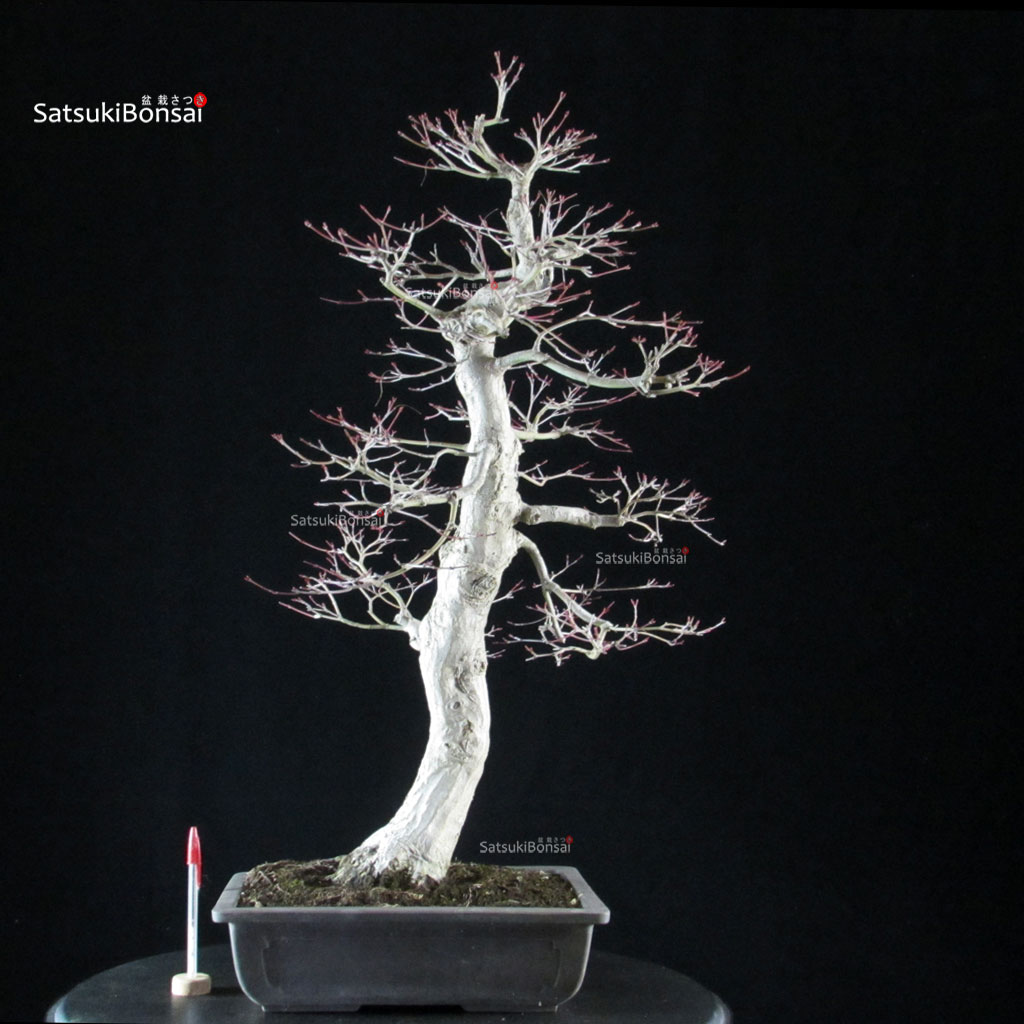 5945_1-Acer-palmatum-yamamomiji Acero palmato Yamamomiji - immagine 1