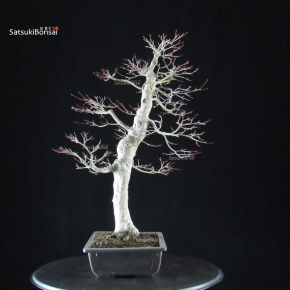 Acero palmato Yamamomiji - immagine 2