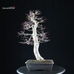 Acero palmato Yamamomiji - immagine 3