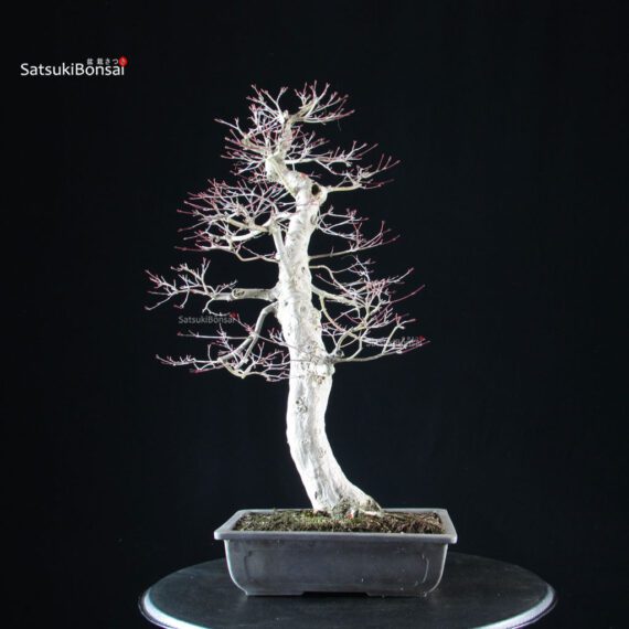 Acero palmato Yamamomiji - immagine 3