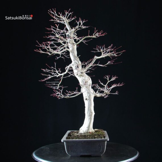 Acero palmato Yamamomiji - immagine 4